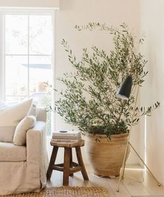 a living room filled with furniture and a potted plant