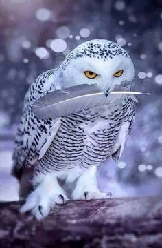 an owl with yellow eyes holding a feather