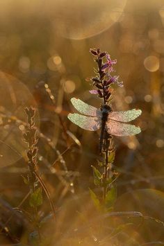 a dragonfly sitting on top of a purple flower in the sun shining through the grass