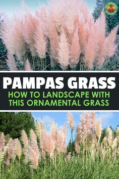 pampass grass with the title how to landscape with this ornamental grass