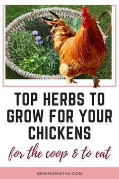 a chicken in a basket with the words top herbs to grow for your chickens for the coop