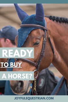 a brown horse wearing a blue hat with text overlay reading ready to buy a horse?