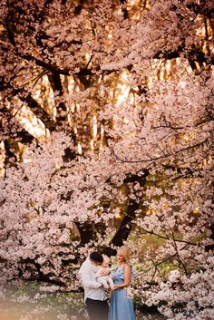 an engaged couple standing under cherry blossom trees