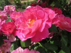 pink flowers are blooming in the garden