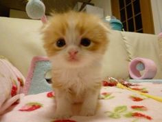 an orange and white kitten sitting on top of a bed