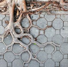 the tree roots are growing on the sidewalk