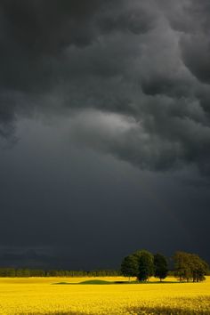 a field with yellow flowers and trees under a dark sky filled with clouds above it