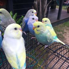 five colorful parakeets sitting on top of a cage