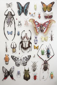 a group of bugs and moths on a white surface