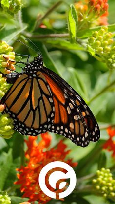 a close up of a butterfly on a flower with the letter c in the background