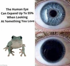 the human eye can expand up to 55 % when looking at something you love