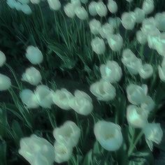 a bunch of white flowers that are in the grass