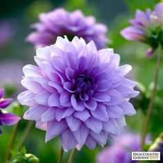 purple flowers with green leaves in the background