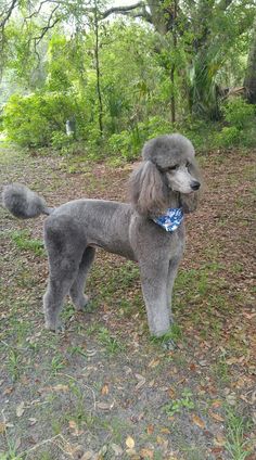 a gray poodle standing in the grass