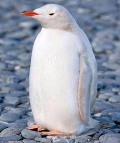 a small white penguin standing in the water