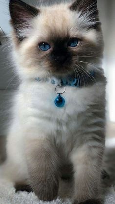 a cat with blue eyes sitting on the floor