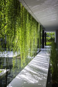 the walkway is lined with green plants and water