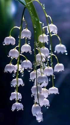 lily of the valley flowers with drops of water on them