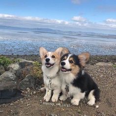 two small dogs sitting on top of a rocky beach