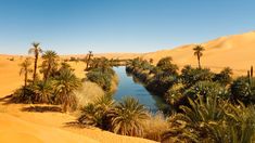 palm trees and water surrounded by sand dunes in the sahara, egypt with blue sky