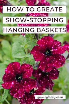 purple flowers with the words how to create show - stopping hanging baskets in white letters