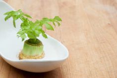 a small green plant in a white bowl