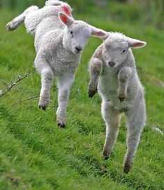 two baby lambs are playing in the grass with each other on their hind legs