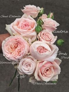 a bouquet of pink roses with the names of each flower and their meaning on it