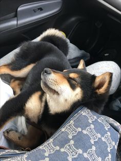 a dog sleeping in the back seat of a car with its head on someone's lap