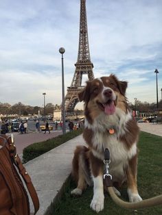 a brown and white dog sitting in front of the eiffel tower with its tongue hanging out