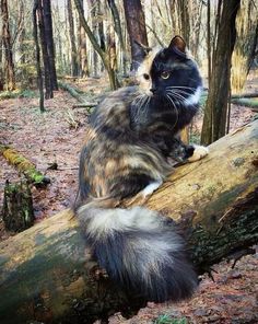 a cat sitting on top of a log in the woods