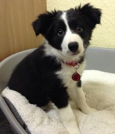 a black and white puppy sitting in a dog bed