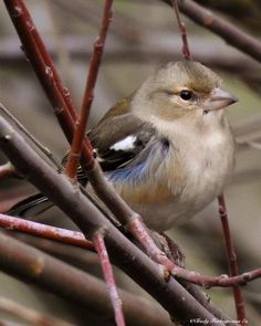 a small bird sitting on top of a tree branch next to some brown and white branches