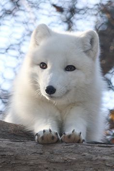 a white fox sitting on top of a tree branch