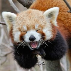 a red panda bear yawning while sitting on a tree branch with its mouth open