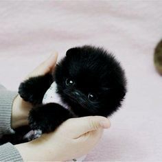 a person holding a small black puppy in their hand with the caption, i am not sure what this is