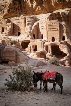 two donkeys are standing in front of some carved rock formations, with trees growing out of them