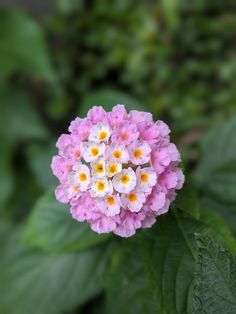 a pink and white flower with yellow center surrounded by green leafy plants in the background