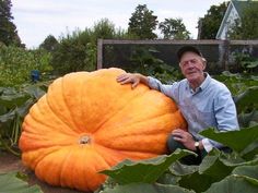 a man is holding a giant pumpkin in a garden