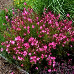 pink flowers are growing in the garden next to green grass and purple plants on the ground