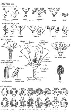 an image of plants and flowers in black ink on white paper, with the words plant identification