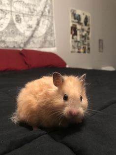 a small hamster is sitting on top of a black bed sheet in a bedroom