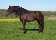 a brown horse standing on top of a lush green field