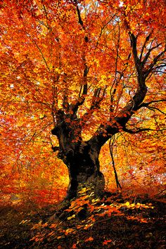 an orange tree with lots of leaves in the foreground and yellow foliage on the ground