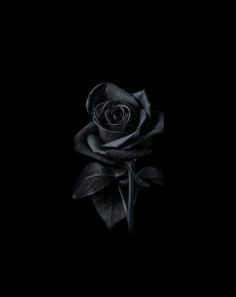 a single black rose is shown in the dark