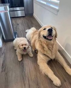 two dogs are sitting on the floor in front of a stove and microwave, one is smiling at the camera