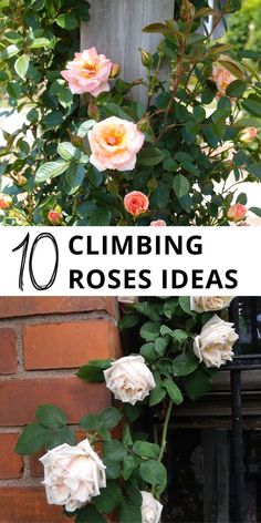 climbing roses with the text 10 climbing roses ideas on top and bottom, in front of a brick wall