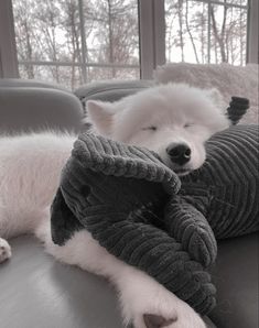 a white dog laying on top of a couch covered in a blue blanket next to a window