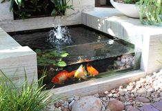 two goldfish swimming in an outdoor pond