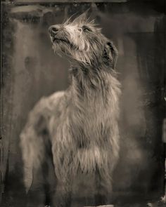 an old black and white photo of a dog